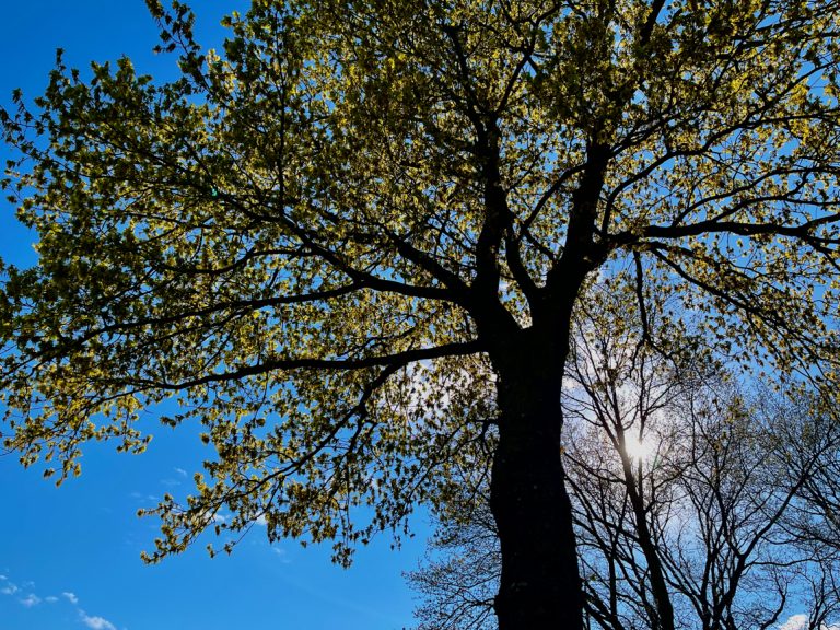 Jubileumdag Natuurbegraafplaats Huis ter Heide